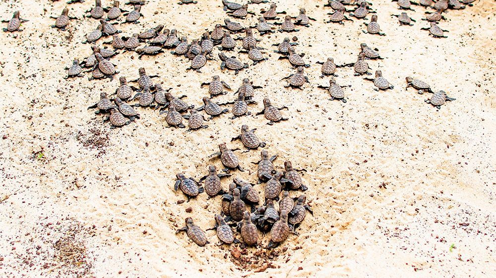 Turtle Hatchlings