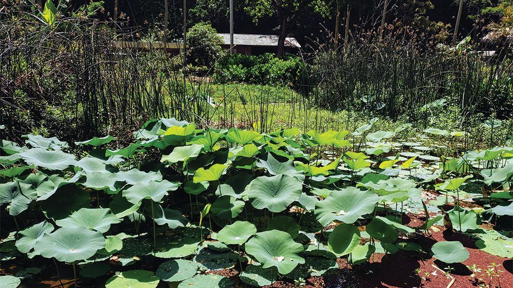 Waimea Valley taro