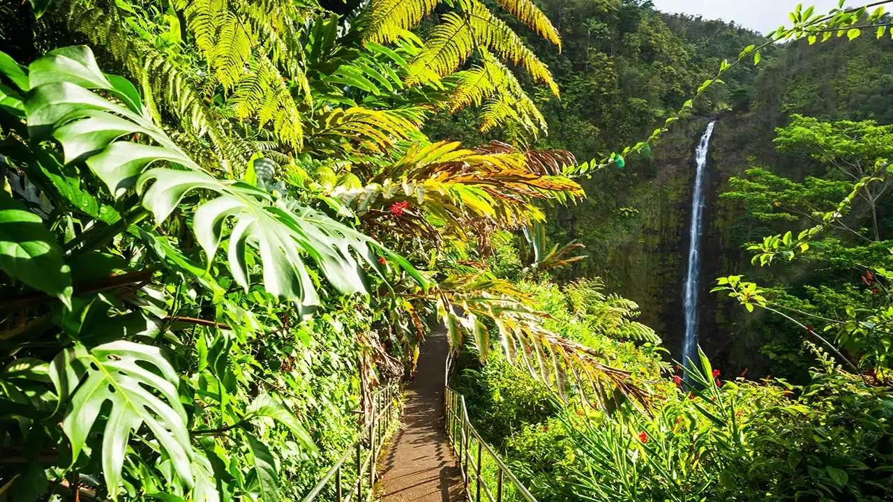 Akaka Falls, a must see waterfall near Hilo, Hawaii on the Big Island of Hawaii.