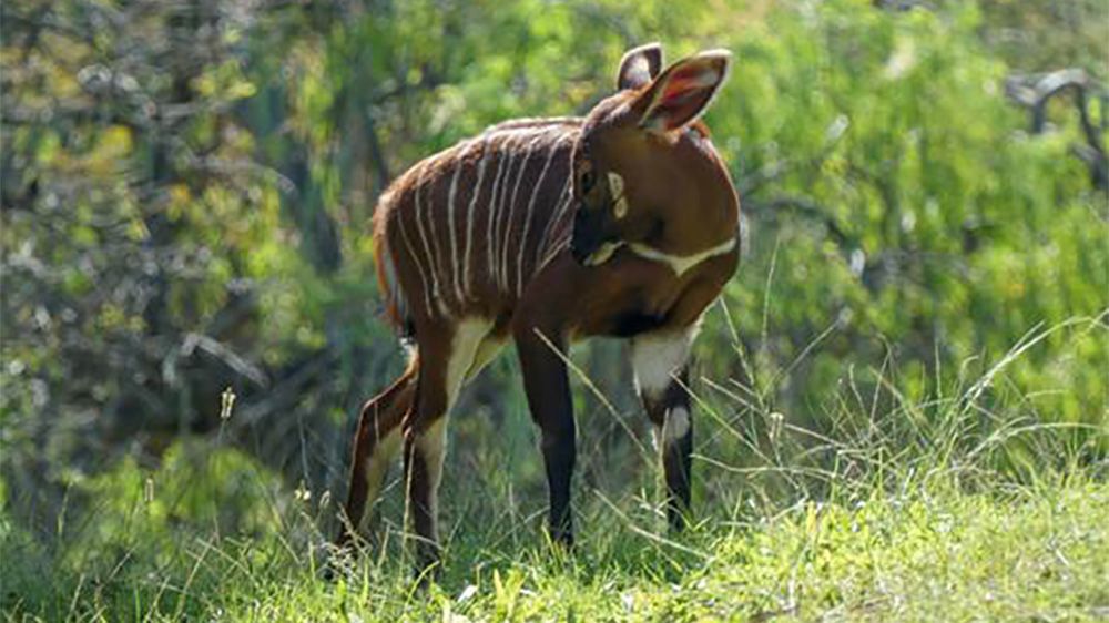 Baby bongo antelope