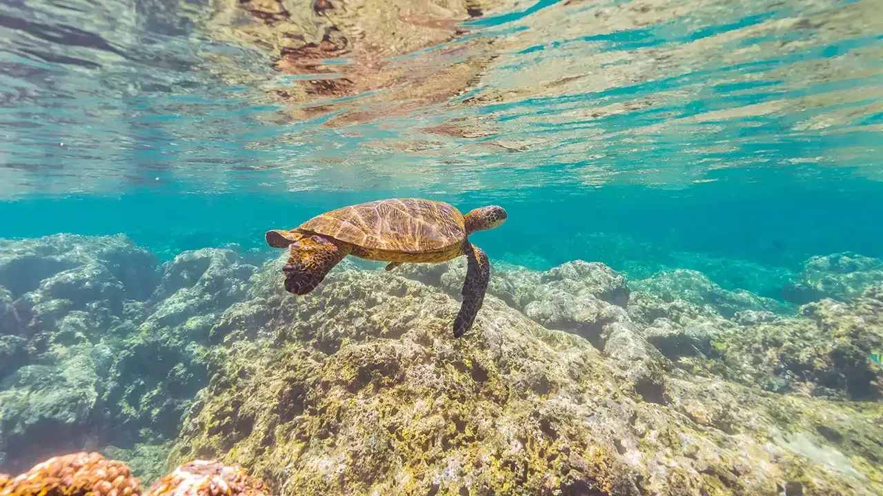 Best snorkeling spots on the island of Kauai, Hawaii.