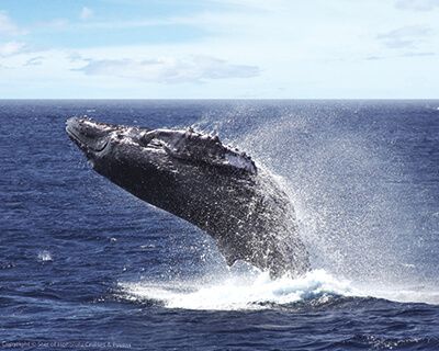 SOH Whale1