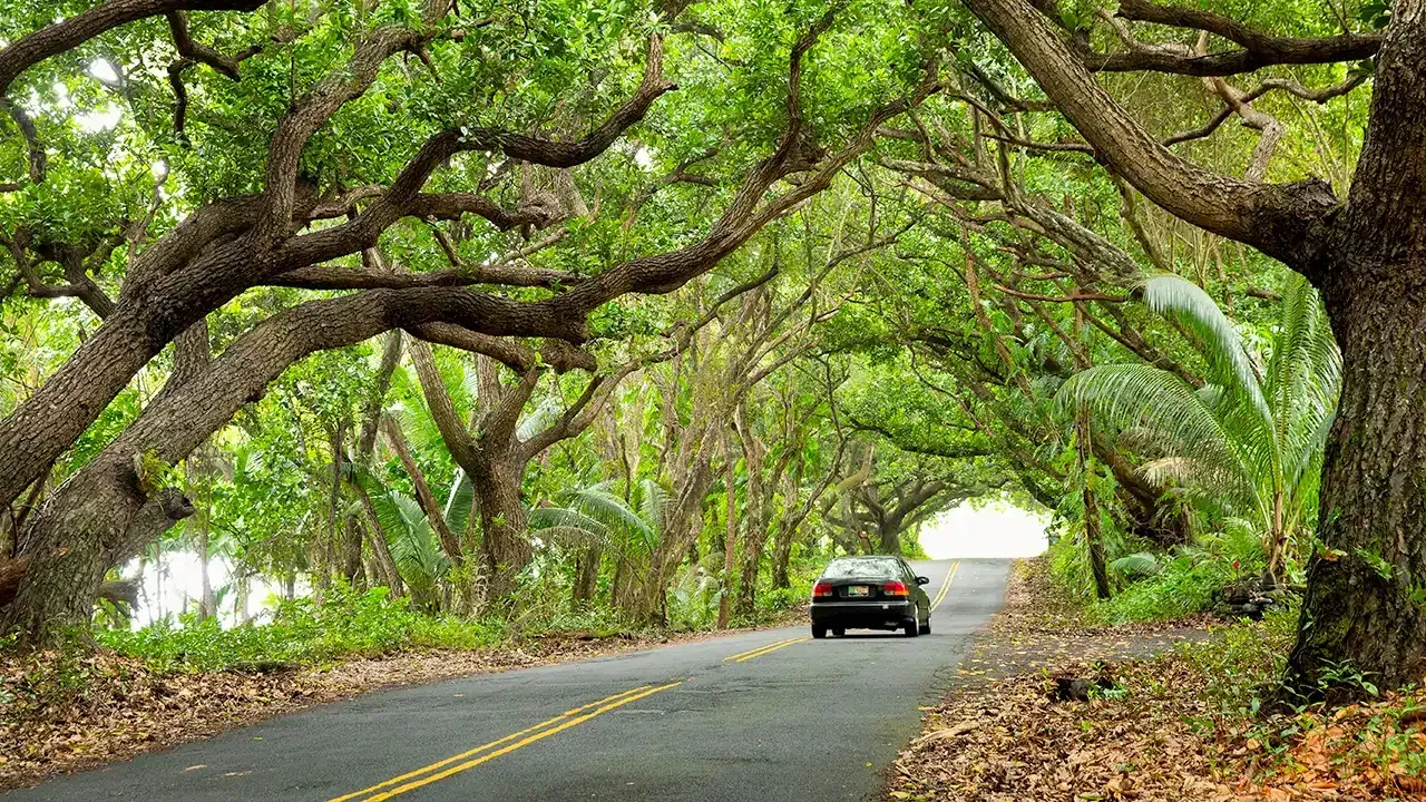 Discover driving etiquette and road rules for tourist in Hawaii.