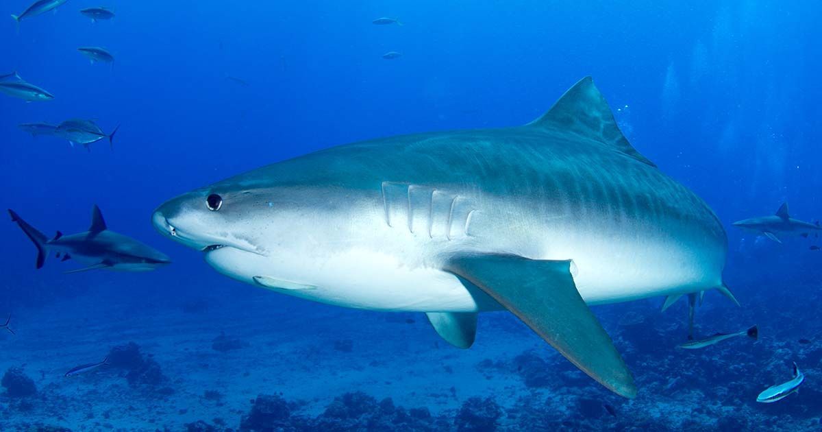 Essential Hawaii Shark Facts That Locals Want You to Know.