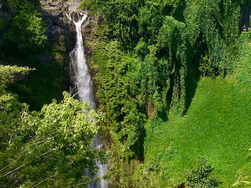 A waterfall in the middle of a lush green forest surrounded by trees.