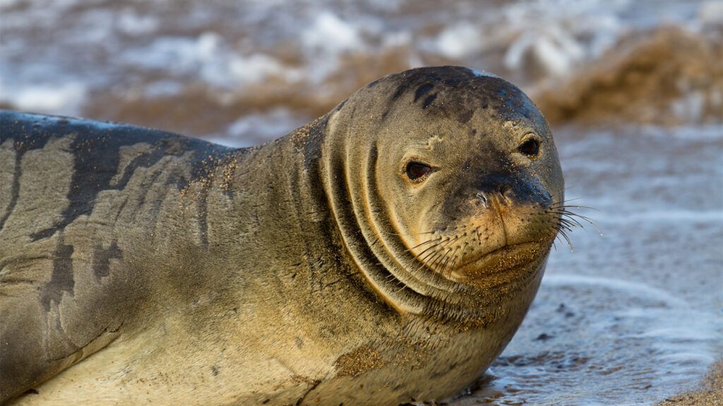 Hawaiian Monk Seal