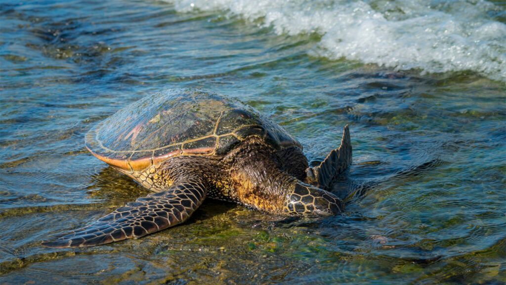 Hawaiian Green Sea Turtle