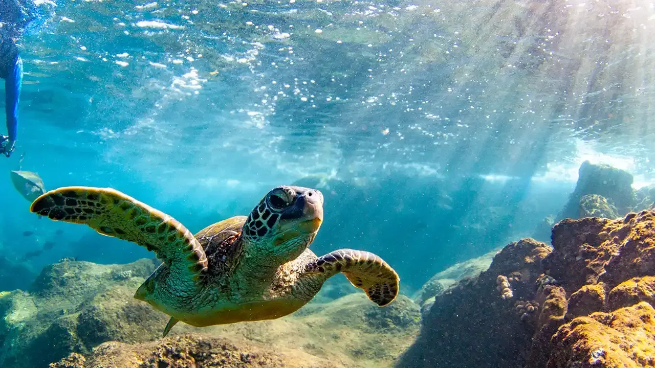 Hawaii green sea turtle, what you can see when snorkeling in Hawaii.