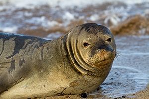 Monk Seal, Endangered, Beached Seal, Seal Cub
