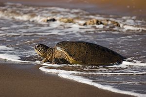 Turtle, Lanai Turtle, Turtle on Beach, Honu