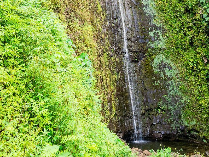 A waterfall is surrounded by lush green plants and moss.