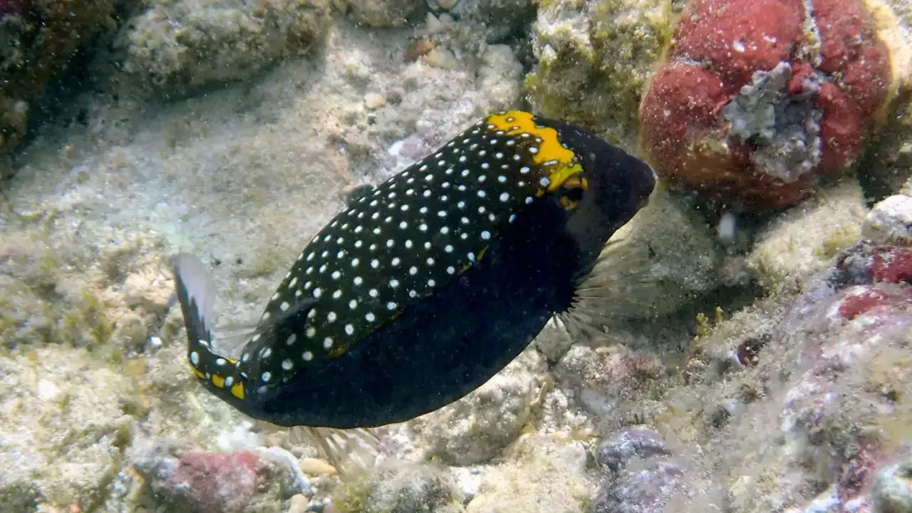 What marine species are you likely to see when snorkeling off Kauai, Hawaii.