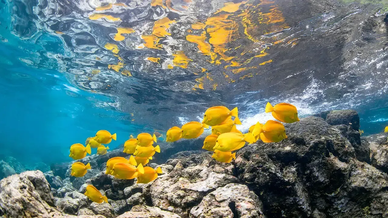 Colorful tropical fish can been seen when snorkeling off the Kona Coast on the Big Island of Hawaii.