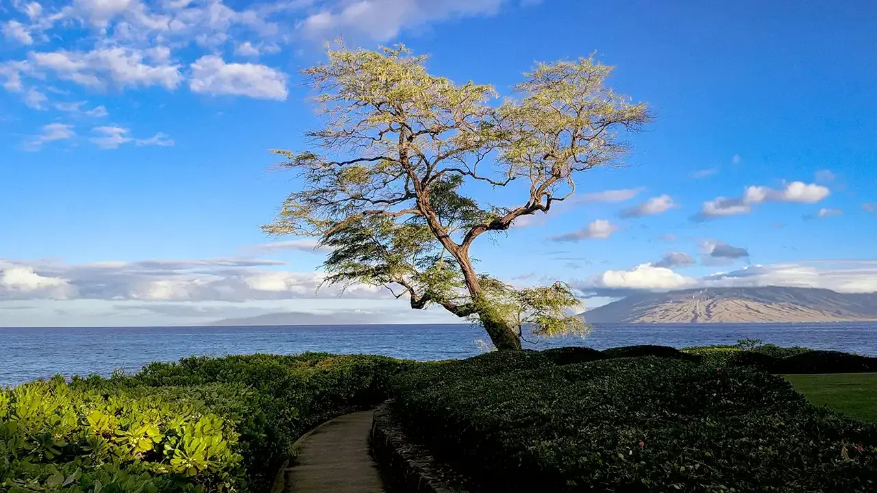 Let the Maui travel experts at This Week Hawaii help you plan your next Maui vacation.