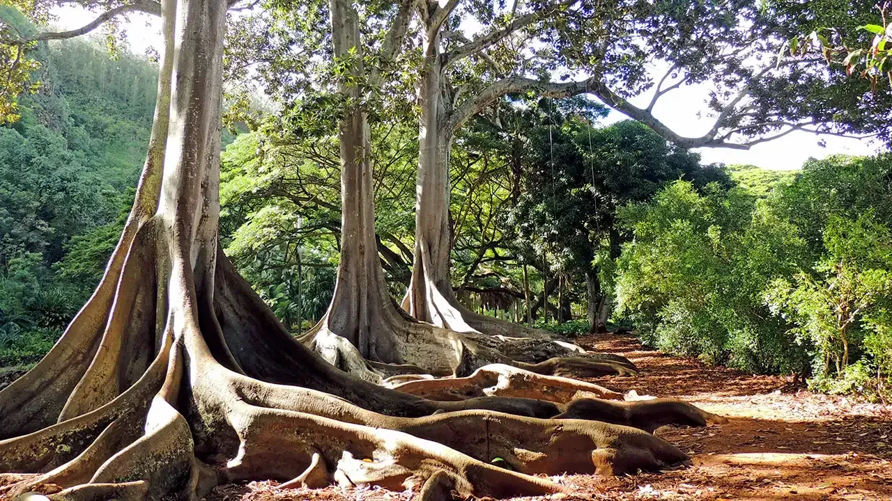 Hike along the fig banyan trees in Allerton Garden on the island of Kauai.