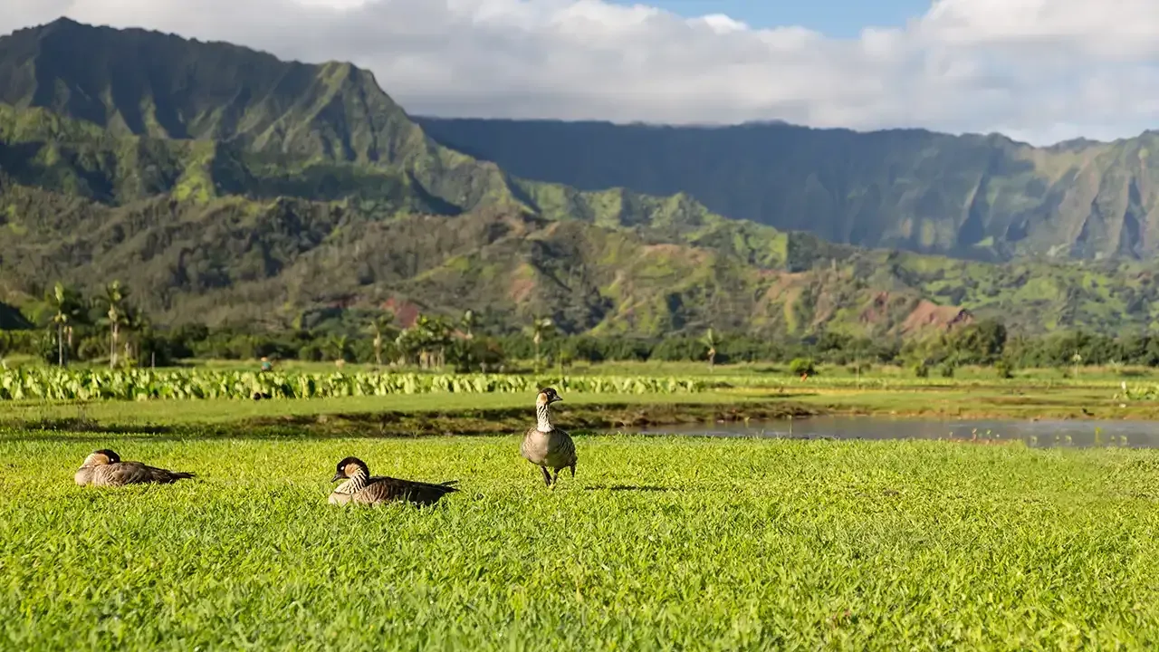Nene geese, what Hawaii is known for.