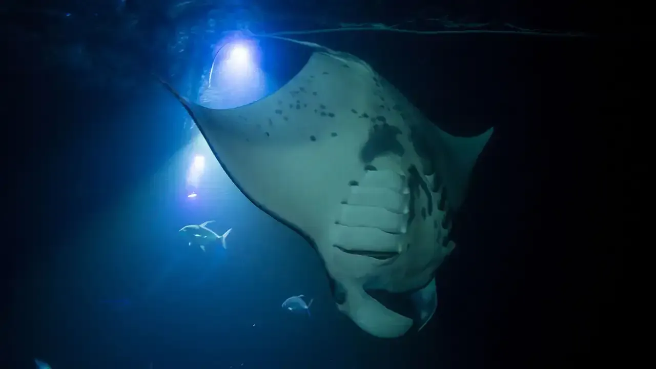 Snorkeling at night with Manta Rays of the Kona Coast on the Big Island of Hawaii.