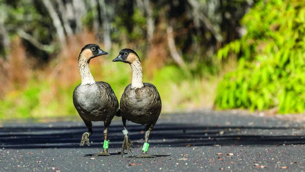 Endangered nēnē, Hawaiian goose [Photo NPS / Janice Wei]