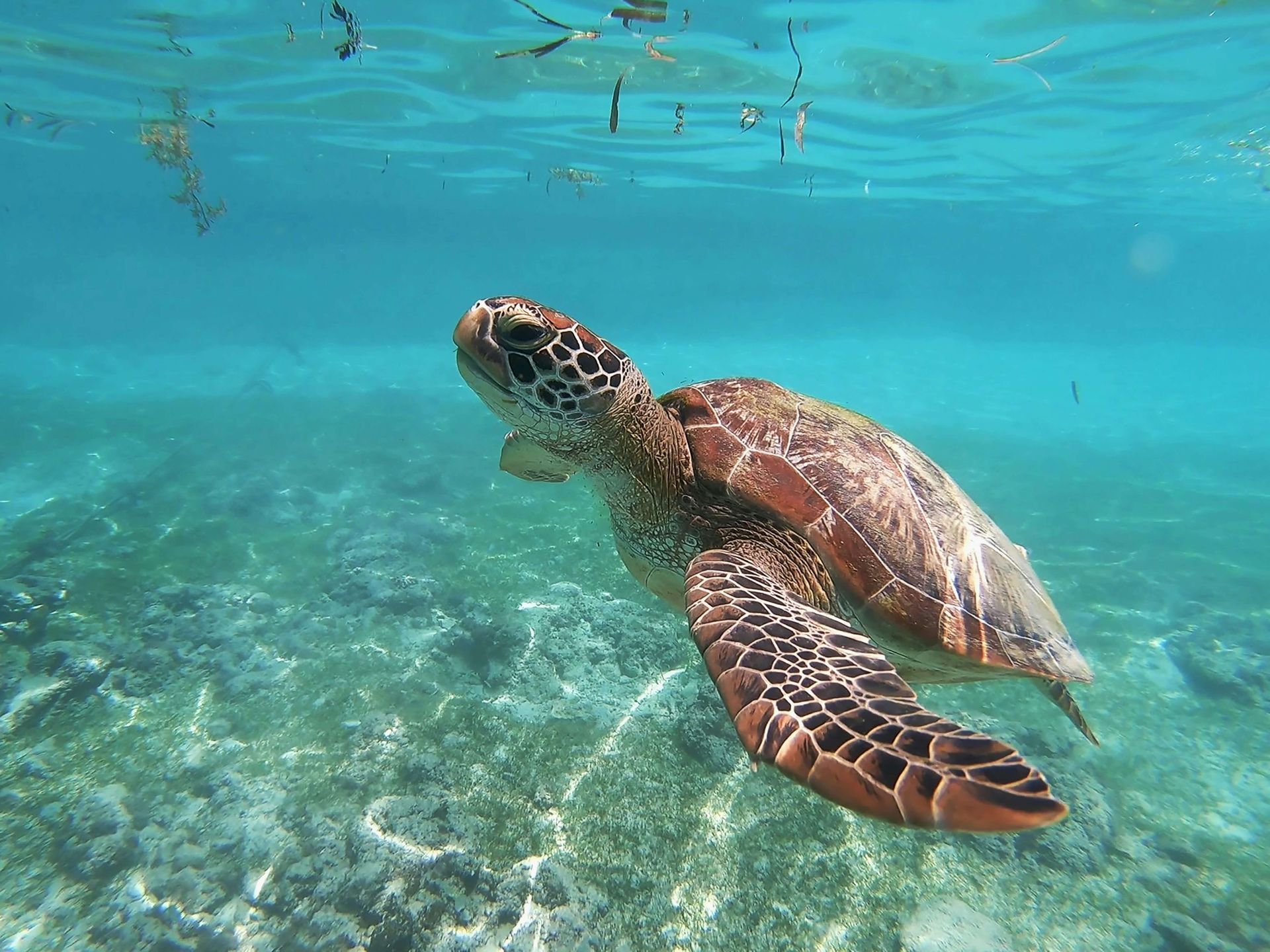 a sea turtle swimming through clear blue water