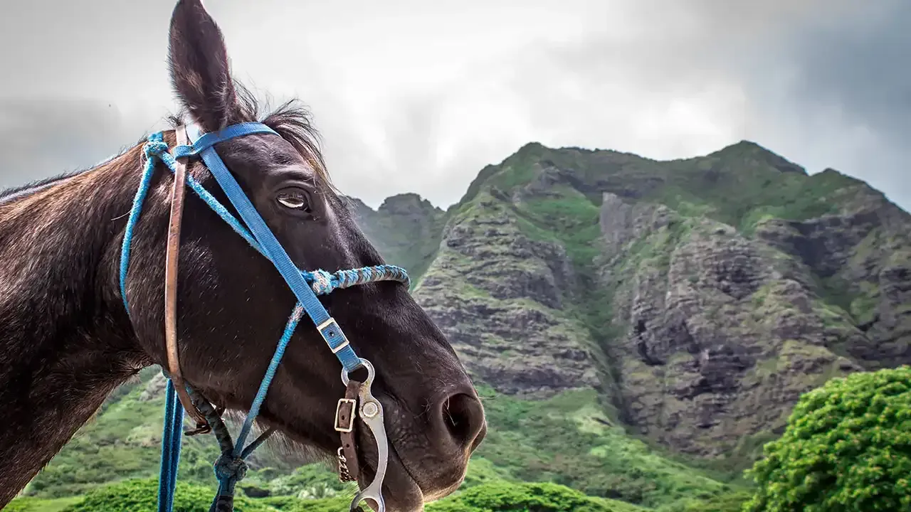 Which is the best trail ride for you? Let This Week Hawaii help you decide.