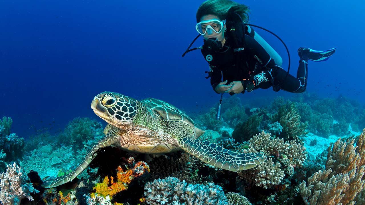 Scuba diver swimming alongside a green sea turtle in clear Hawaiian waters.