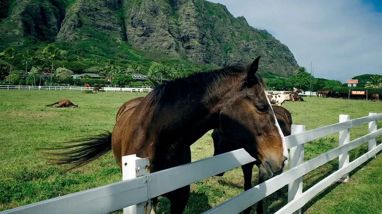 Learn which horse back riding ranches across the Hawaiian islands are best from This Week Hawaii.