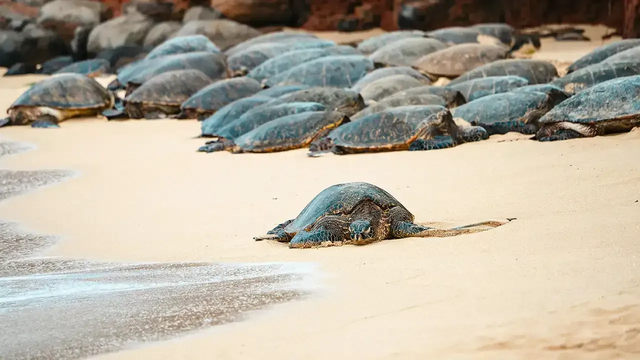Discover the best beaches on Maui for your vacation.
