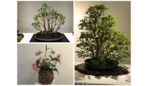 Annual Bonsai Exhibit at Wailoa Center - Big Island, Hawaii