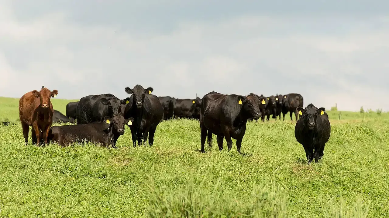 Discover why Paniolo are important in Hawaii, with This Week Hawaii.