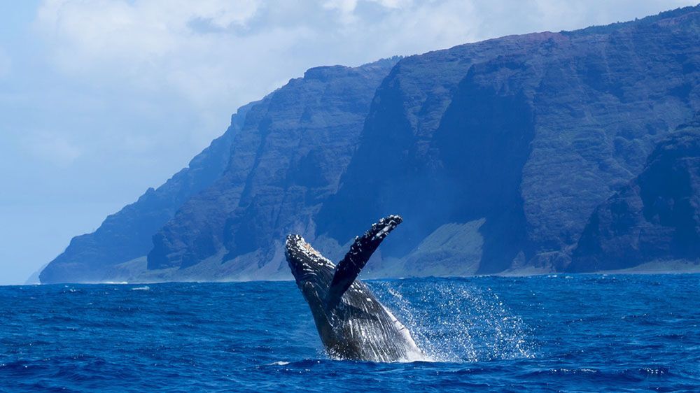 Holo Holo Charters Humpback Whale