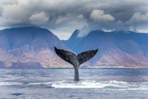 A humpback whale is swimming in the ocean with mountains in the background.
