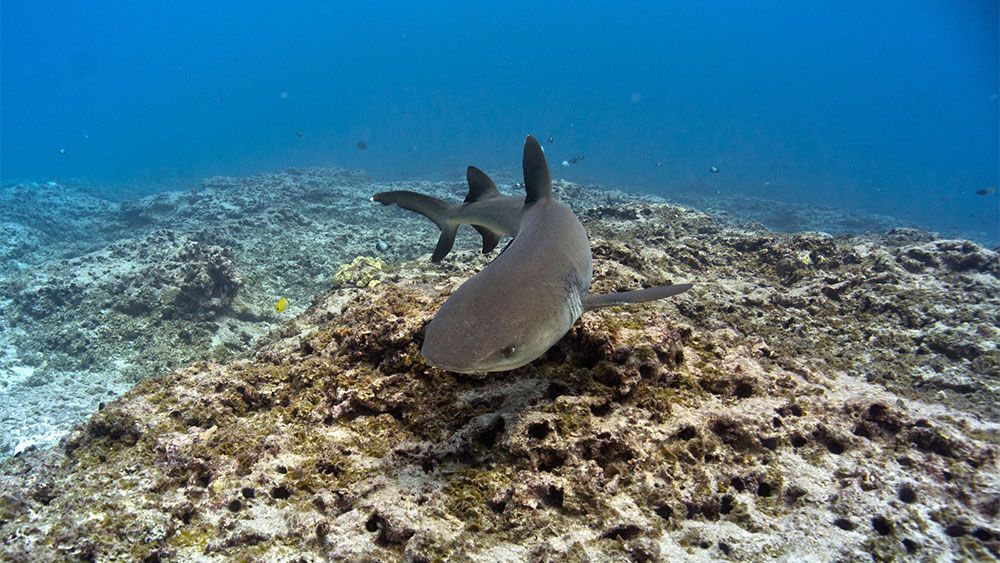 Whitetip Reef Shark. Hawaii shark facts by This Week Hawaii.
