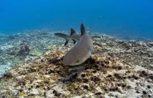 A shark is swimming in the ocean near a coral reef.