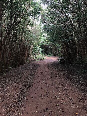 Wiliwilinui Trail 1