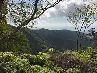 Wiliwilinui Trail 3