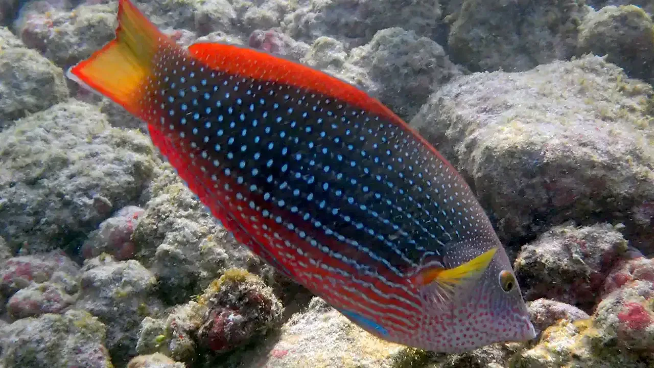 Yellowtail Coris Wrasse, one of the many tropical fish you can see when snorkeling off Poipu Beach, Kauai.