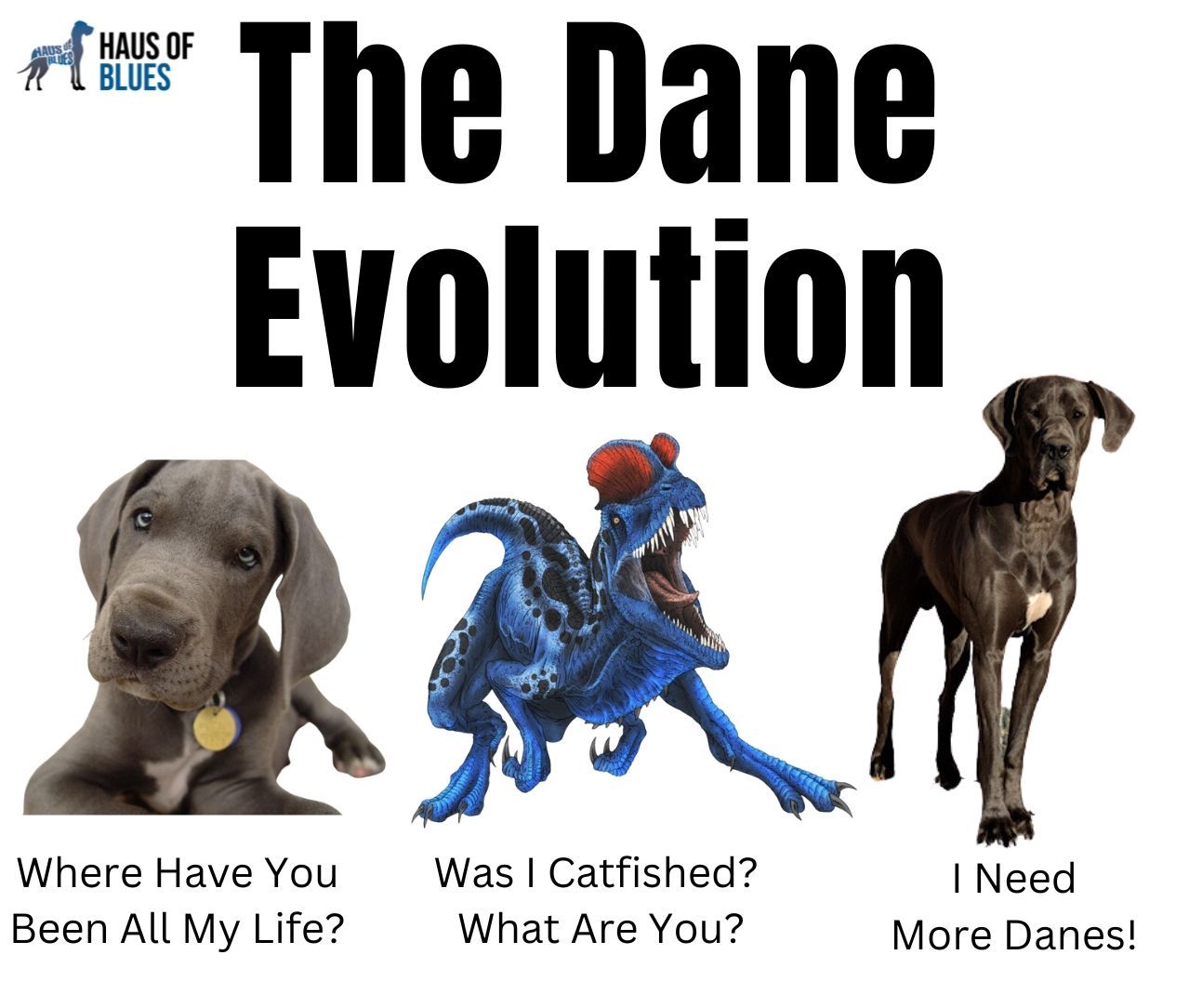 evolution of dane