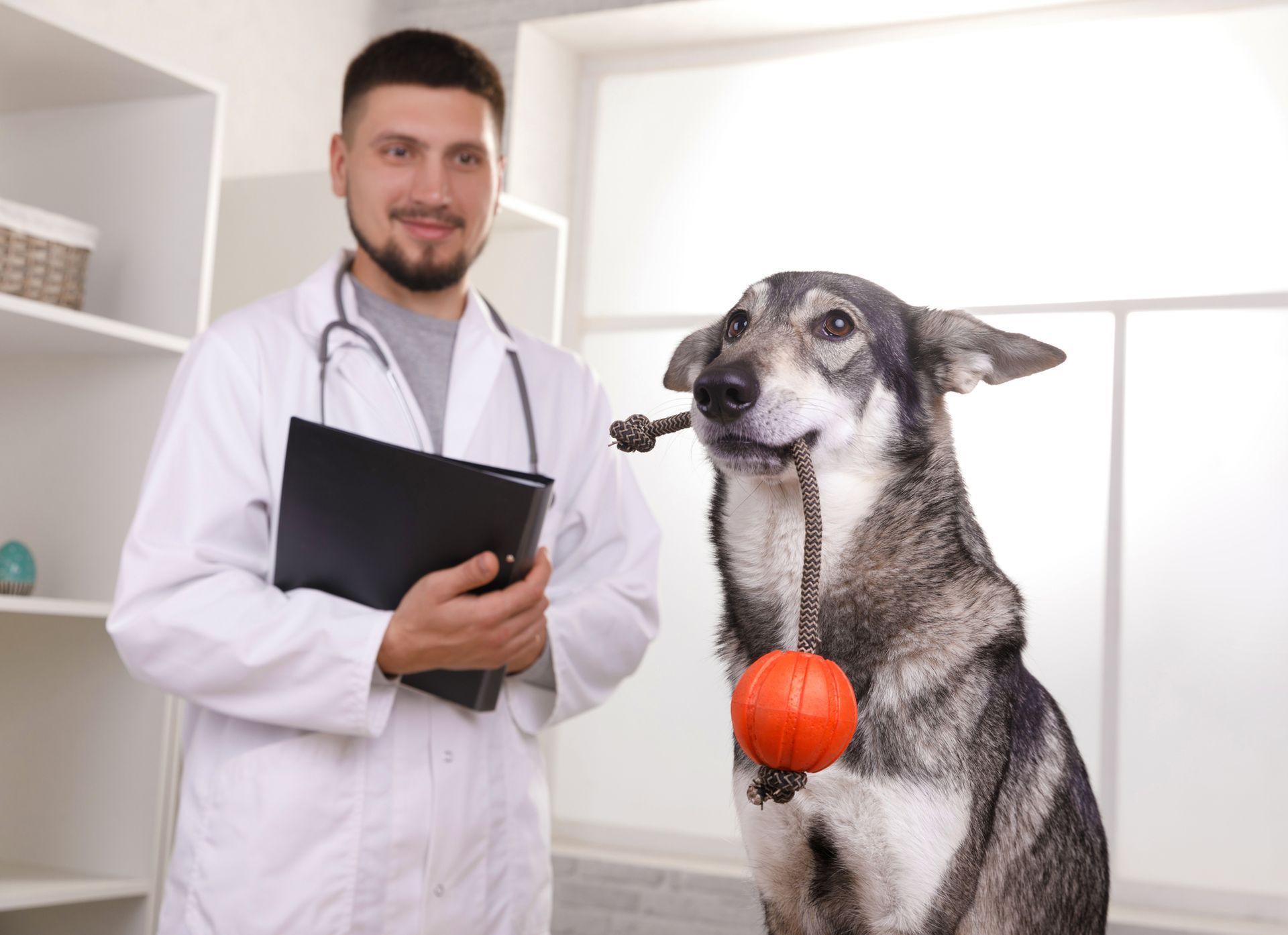 a veterinarian is standing next to a dog with a ball in its mouth .