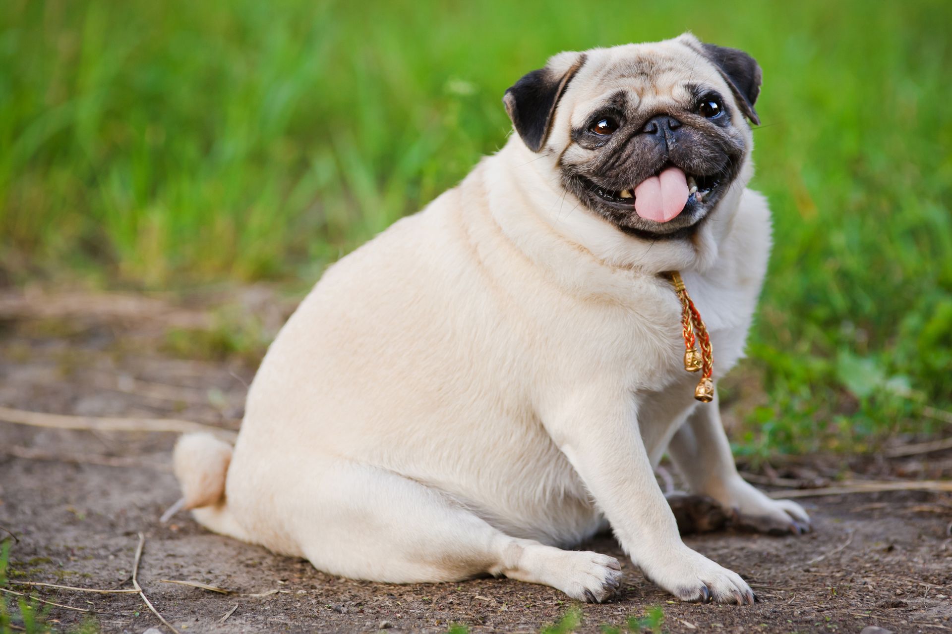 a pug dog is sitting on the ground with its tongue hanging out .