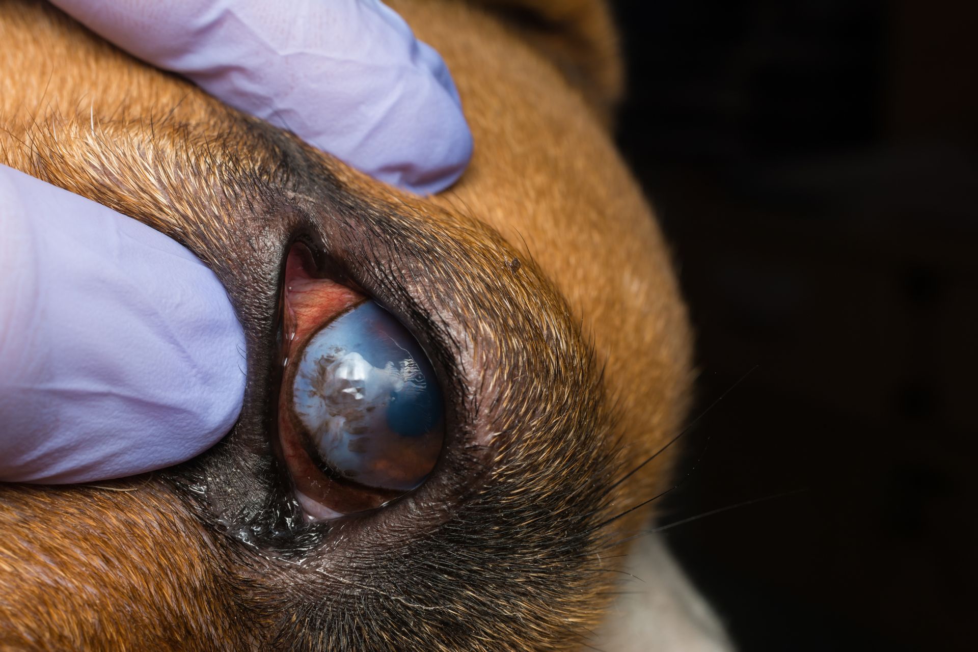 a close up of a dog 's eye being examined by a veterinarian .