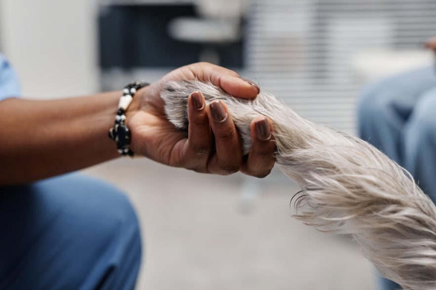 a veterinarian is standing next to a dog with a ball in its mouth .
