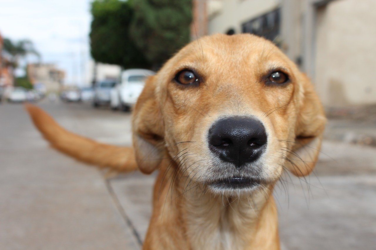 a close up of a brown dog on a leash looking at the camera .