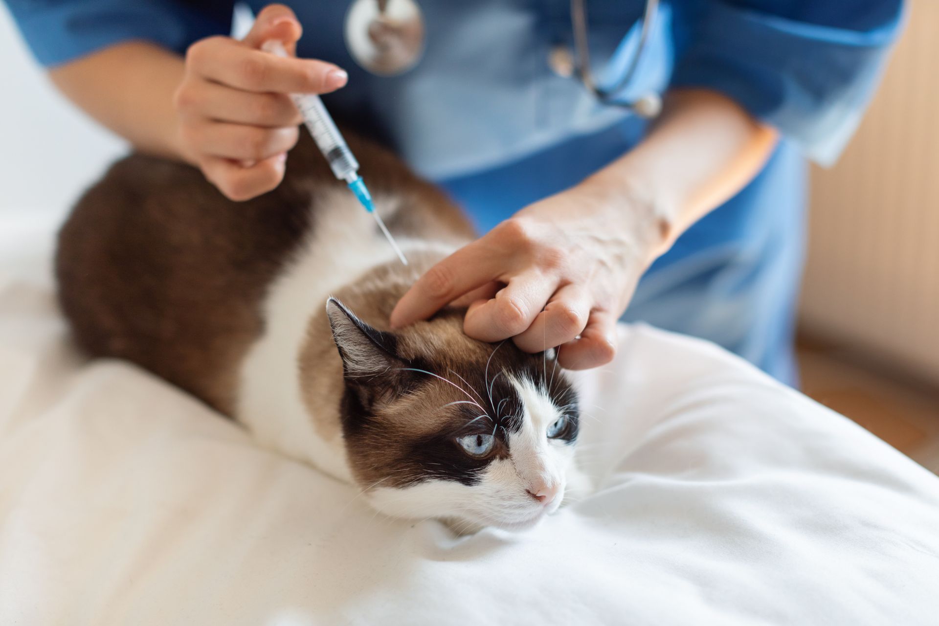 a close up of a dog 's eye being examined by a veterinarian .