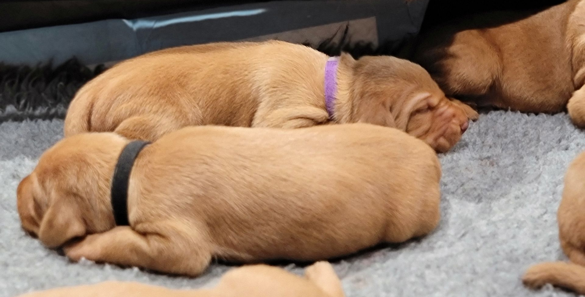 How Much Does a Wirehaired Vizsla Puppy Cost and What Should You Expect?