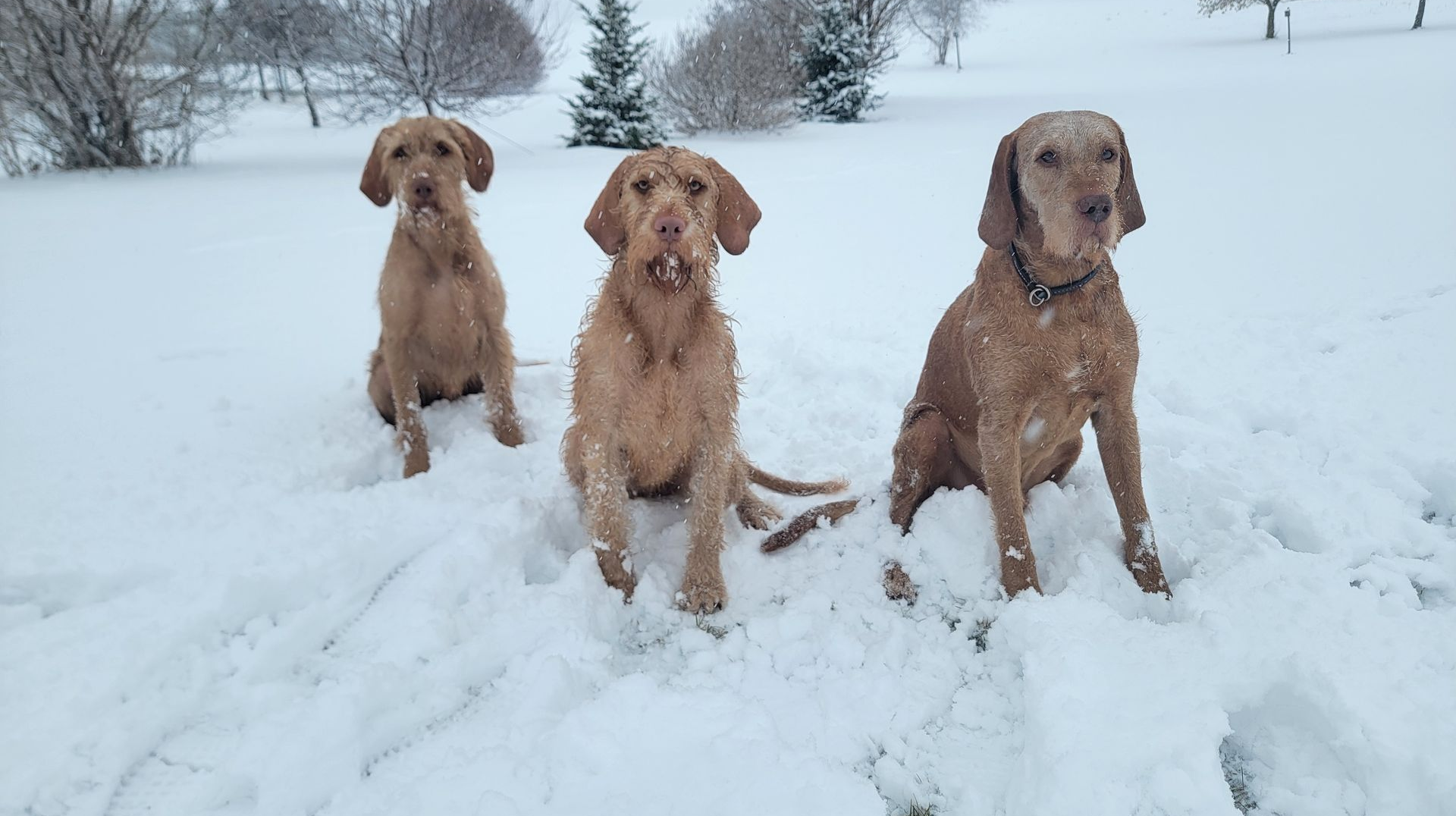Health Concerns for Wirehaired Vizslas: What to Watch For