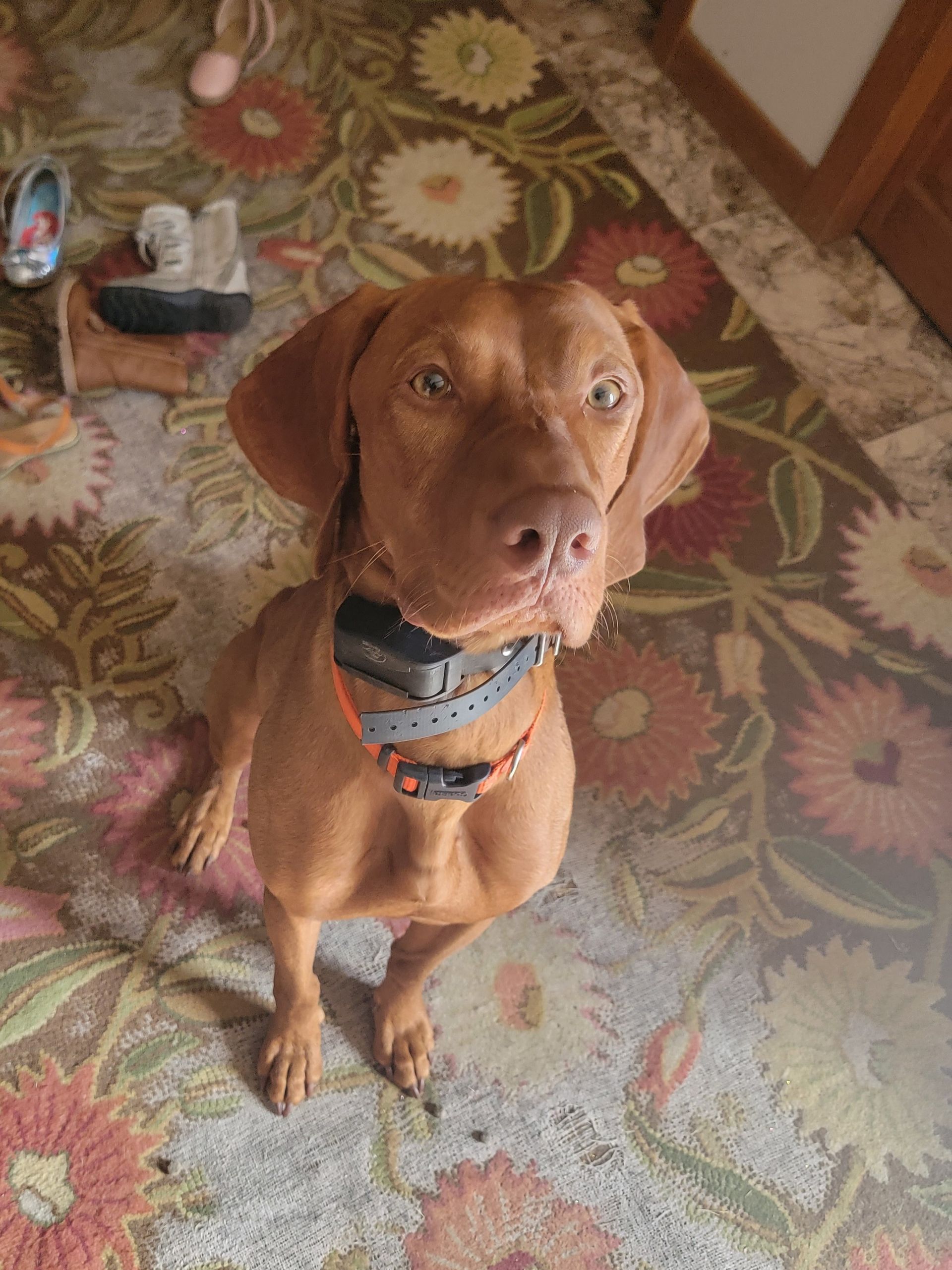 Pivot Kennels - Adult Non Furnished