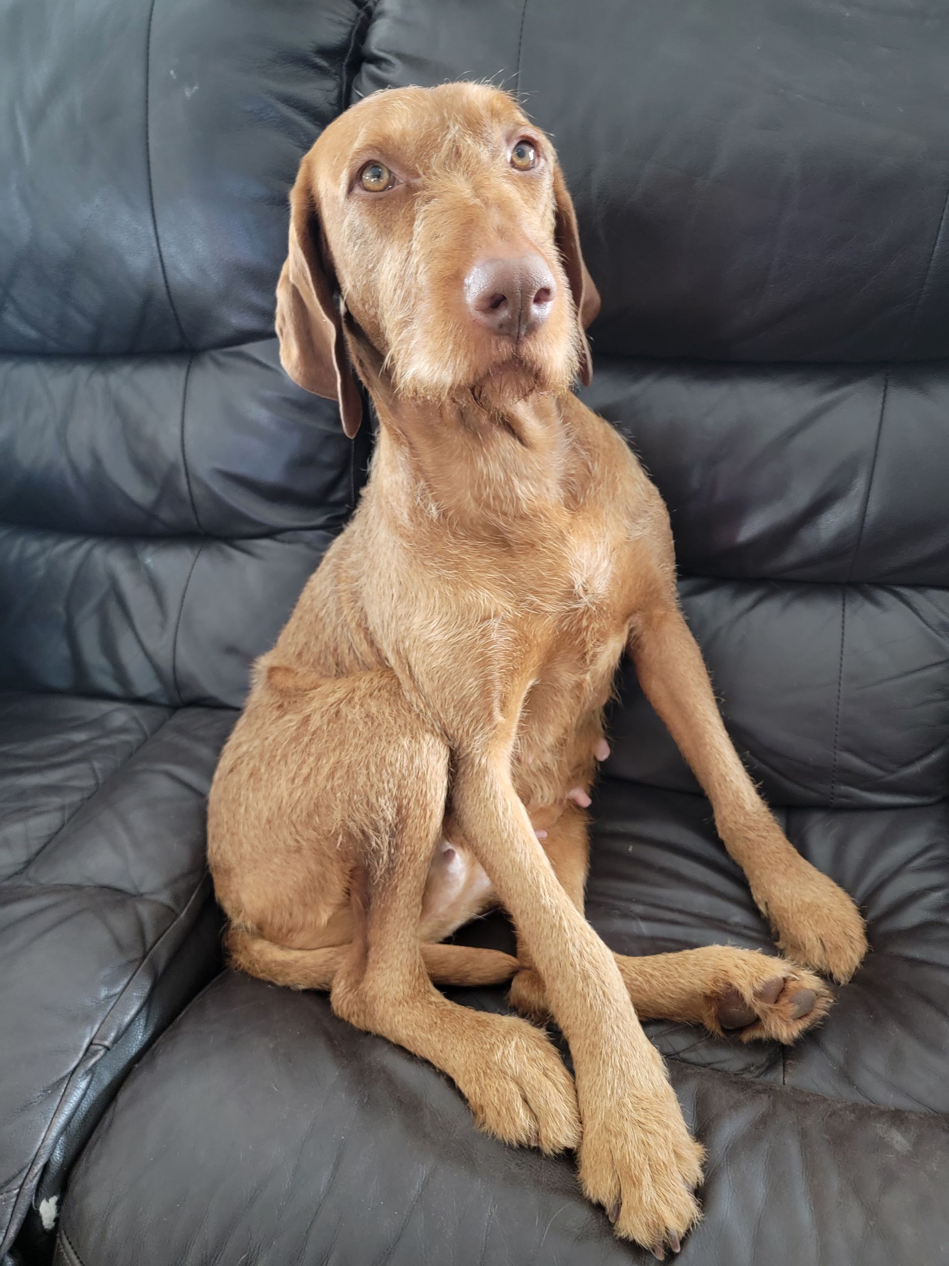 Pivot Kennels - Gemenc