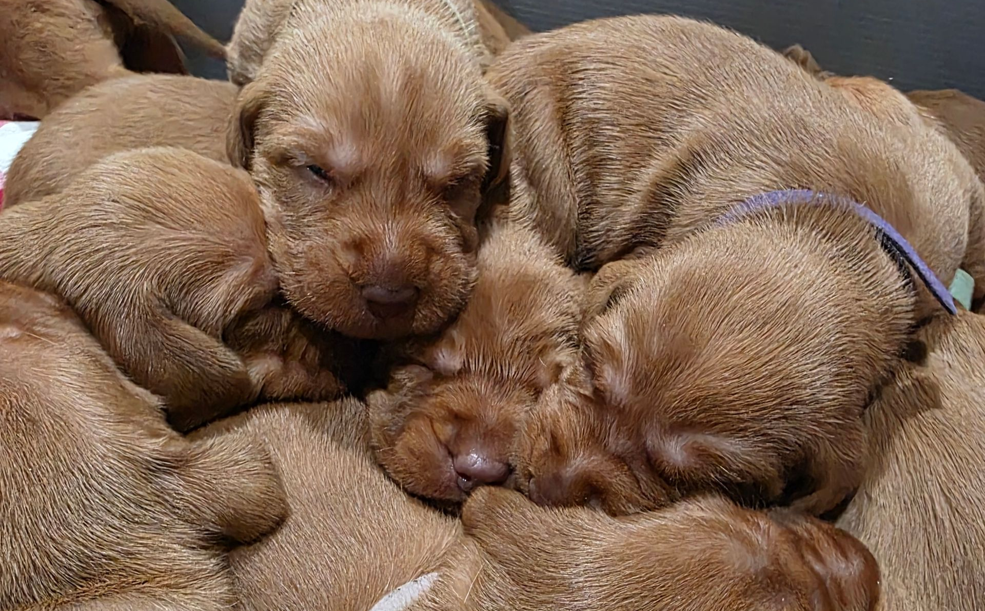 Life Span & Longevity: How Long Do Wirehaired Vizslas Live?