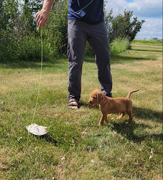 Pivot Kennels