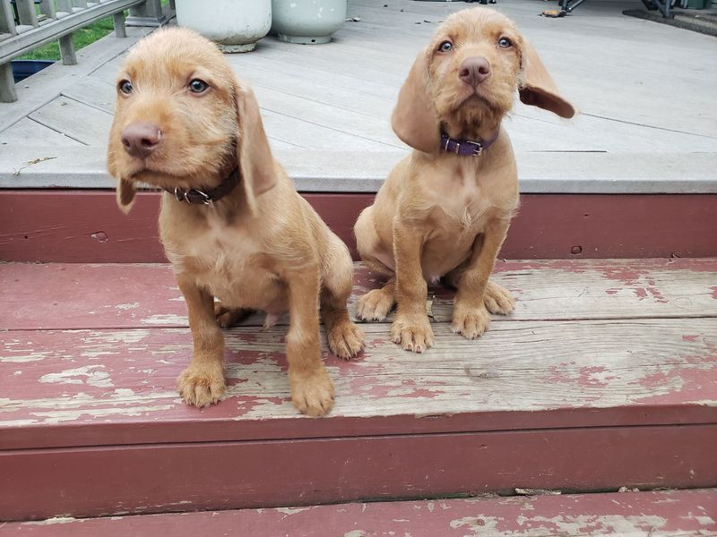 Pivot Kennels